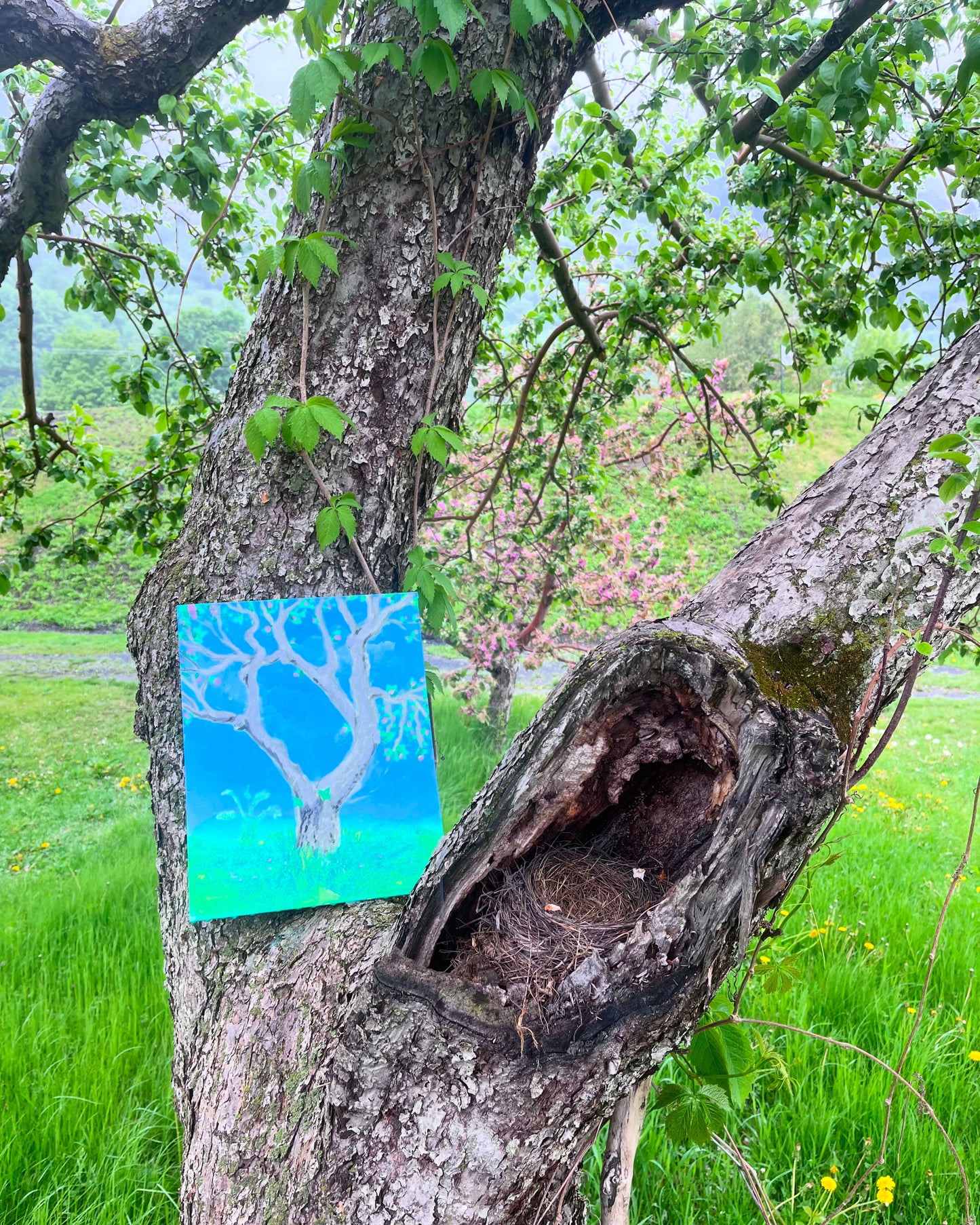 Peinture dans un Verger en Fleurs🌸 Mai 2026 (liste d'attente)