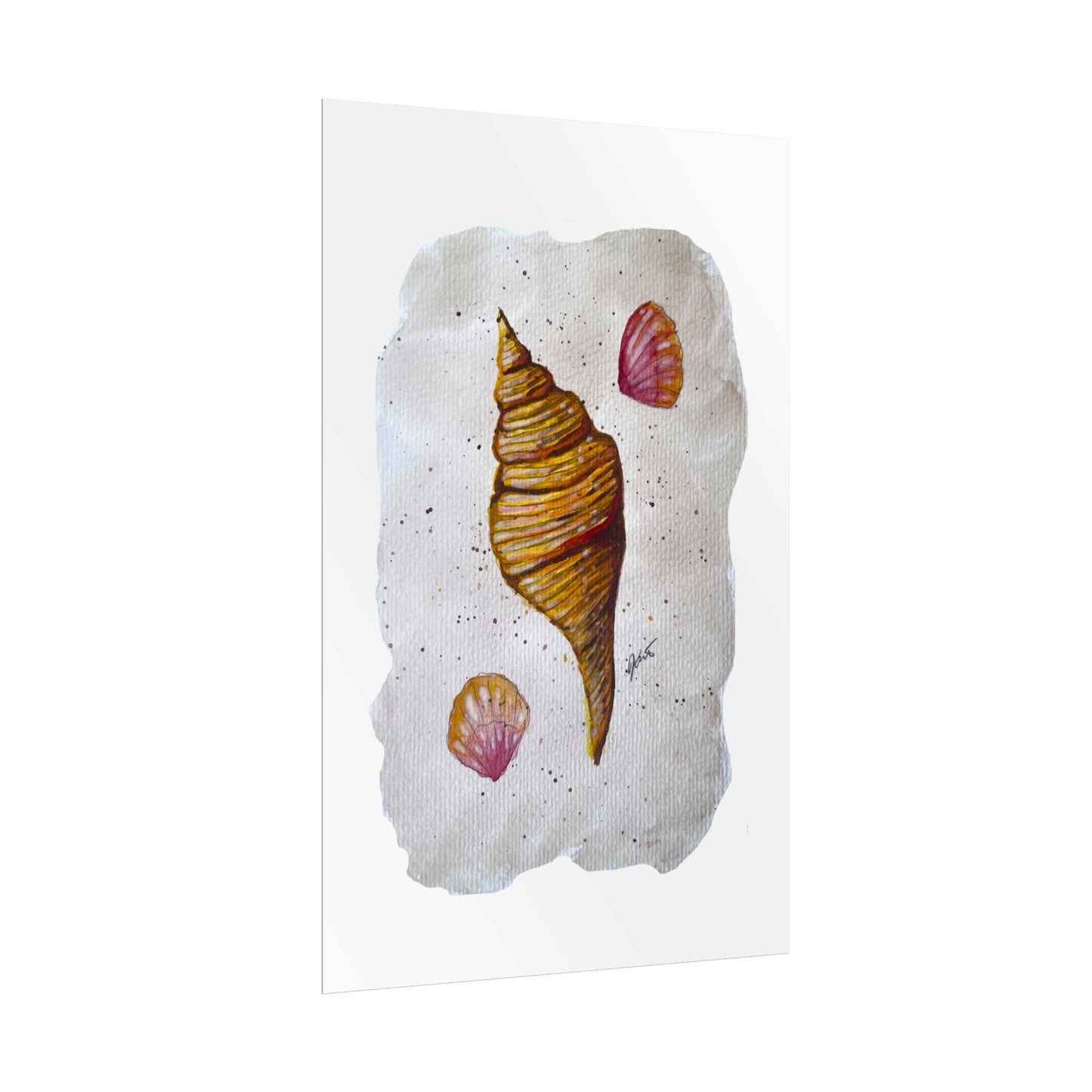 Rolled Posters - Sea Shells