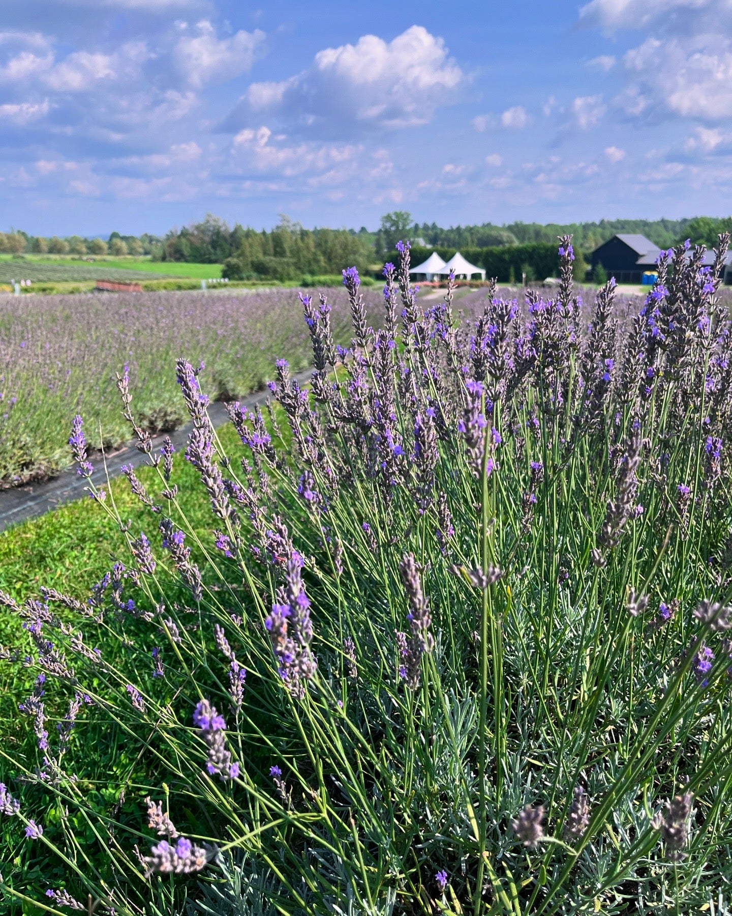 Peinture dans un champ de Lavande🪻Juillet 2026 (liste d'attente)