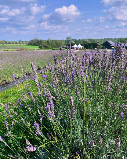 Peinture dans un champ de Lavande🪻Juillet 2026 (liste d'attente)