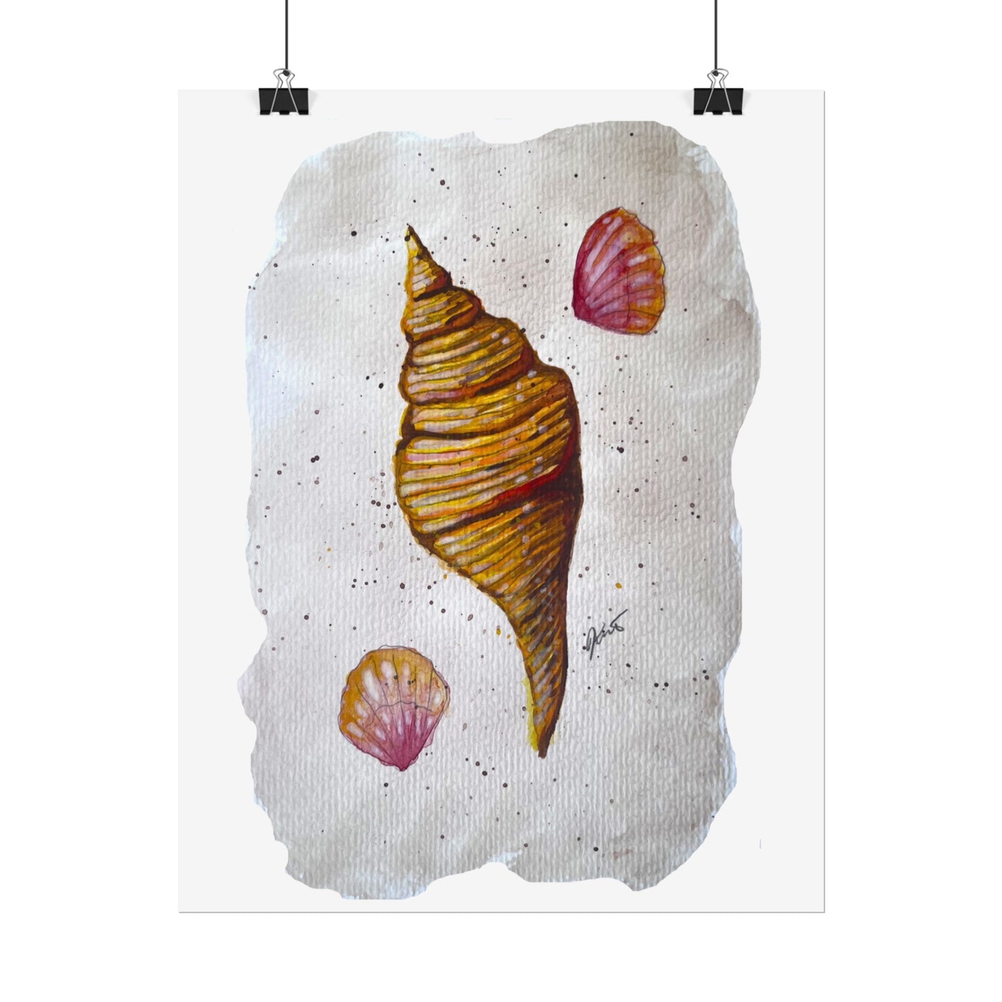 Rolled Posters - Sea Shells