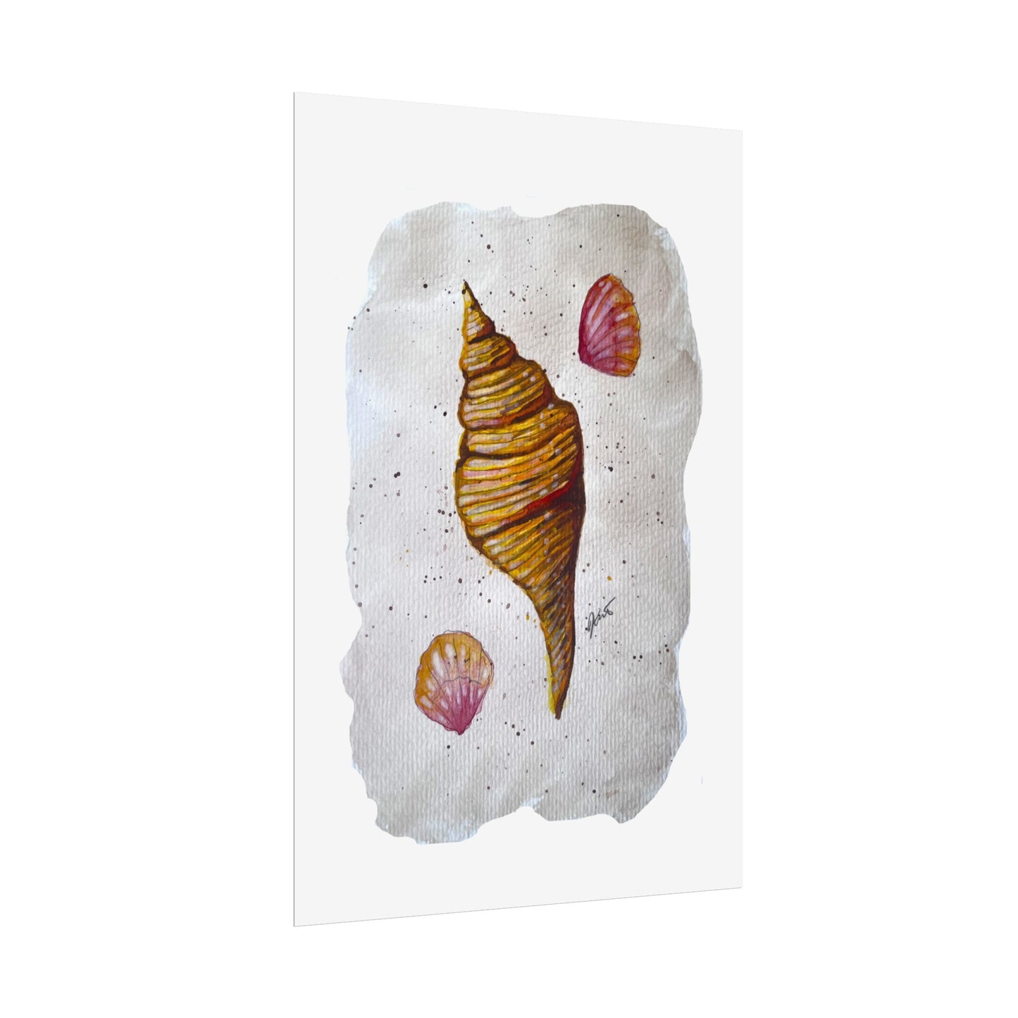 Rolled Posters - Sea Shells