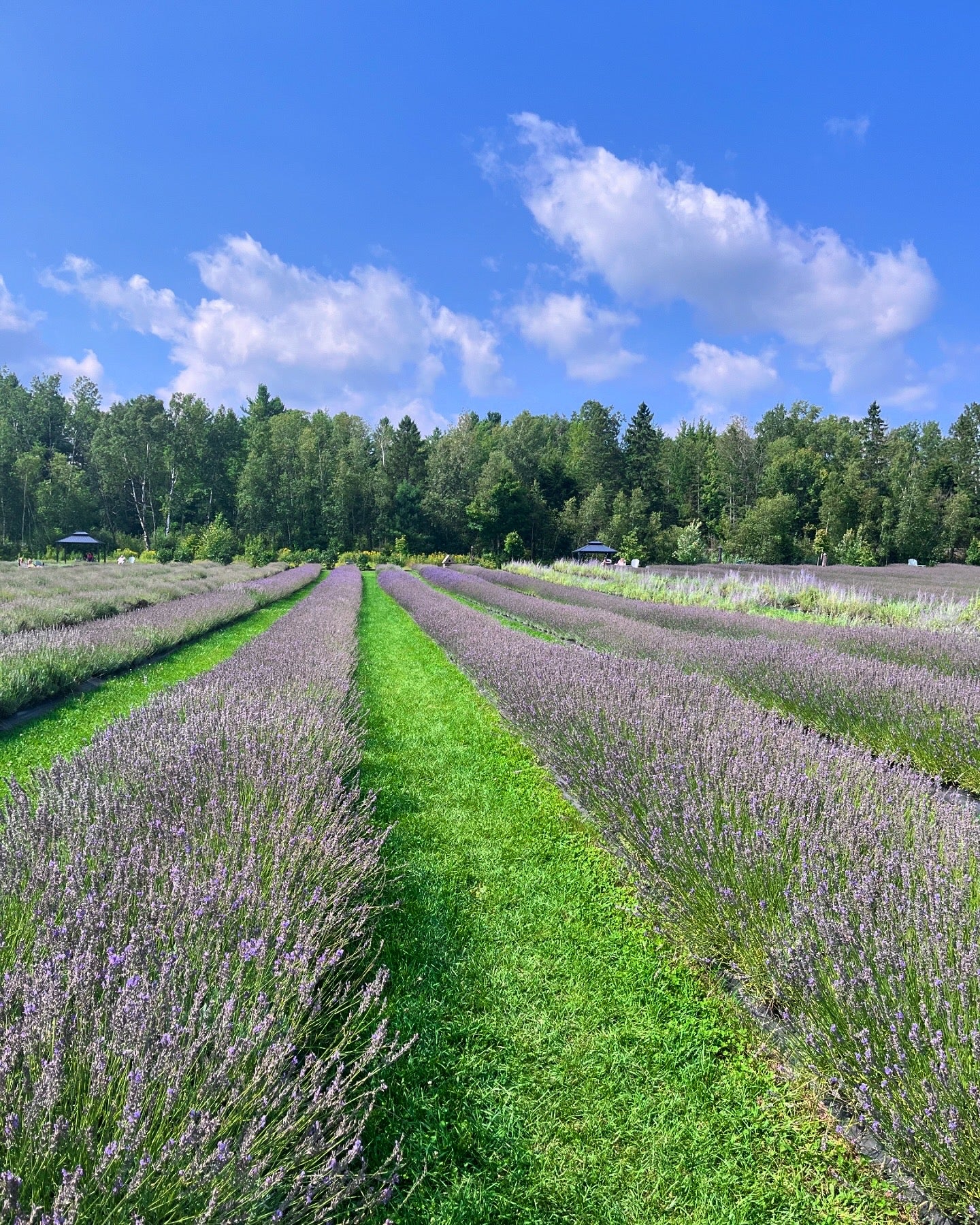 Peinture dans un champ de Lavande🪻Juillet 2026 (liste d'attente)