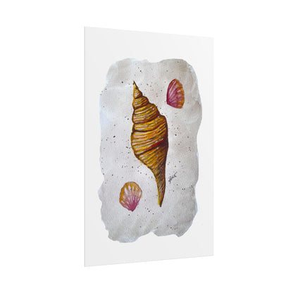 Rolled Posters - Sea Shells