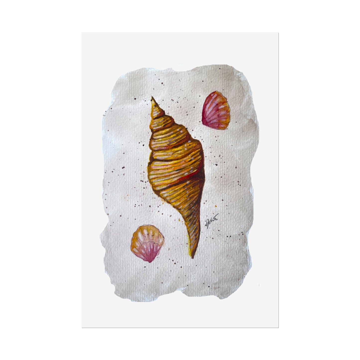 Rolled Posters - Sea Shells