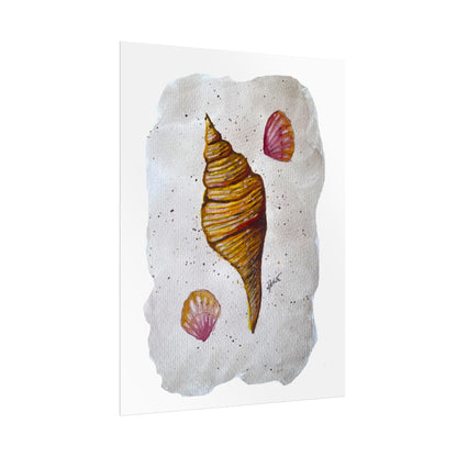 Rolled Posters - Sea Shells