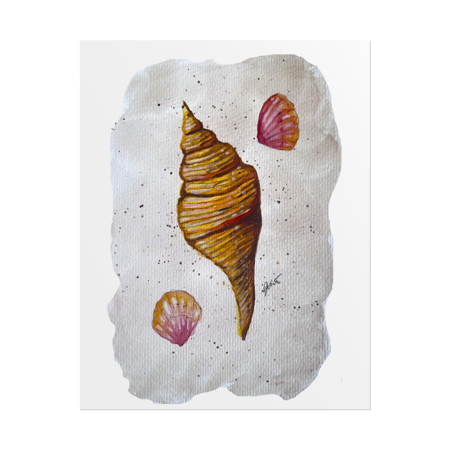 Rolled Posters - Sea Shells