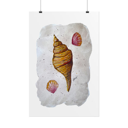 Rolled Posters - Sea Shells