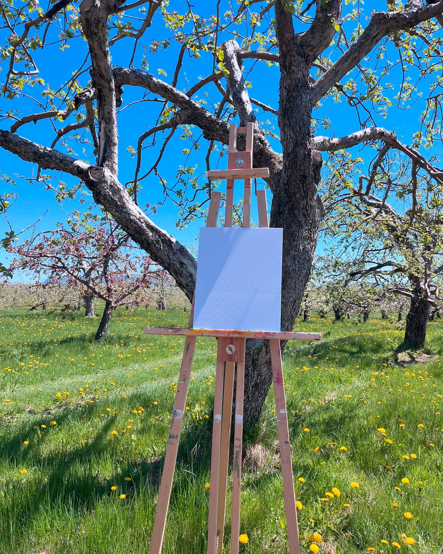 Peinture dans un Verger en Fleurs🌸 Mai 2026 (liste d'attente)