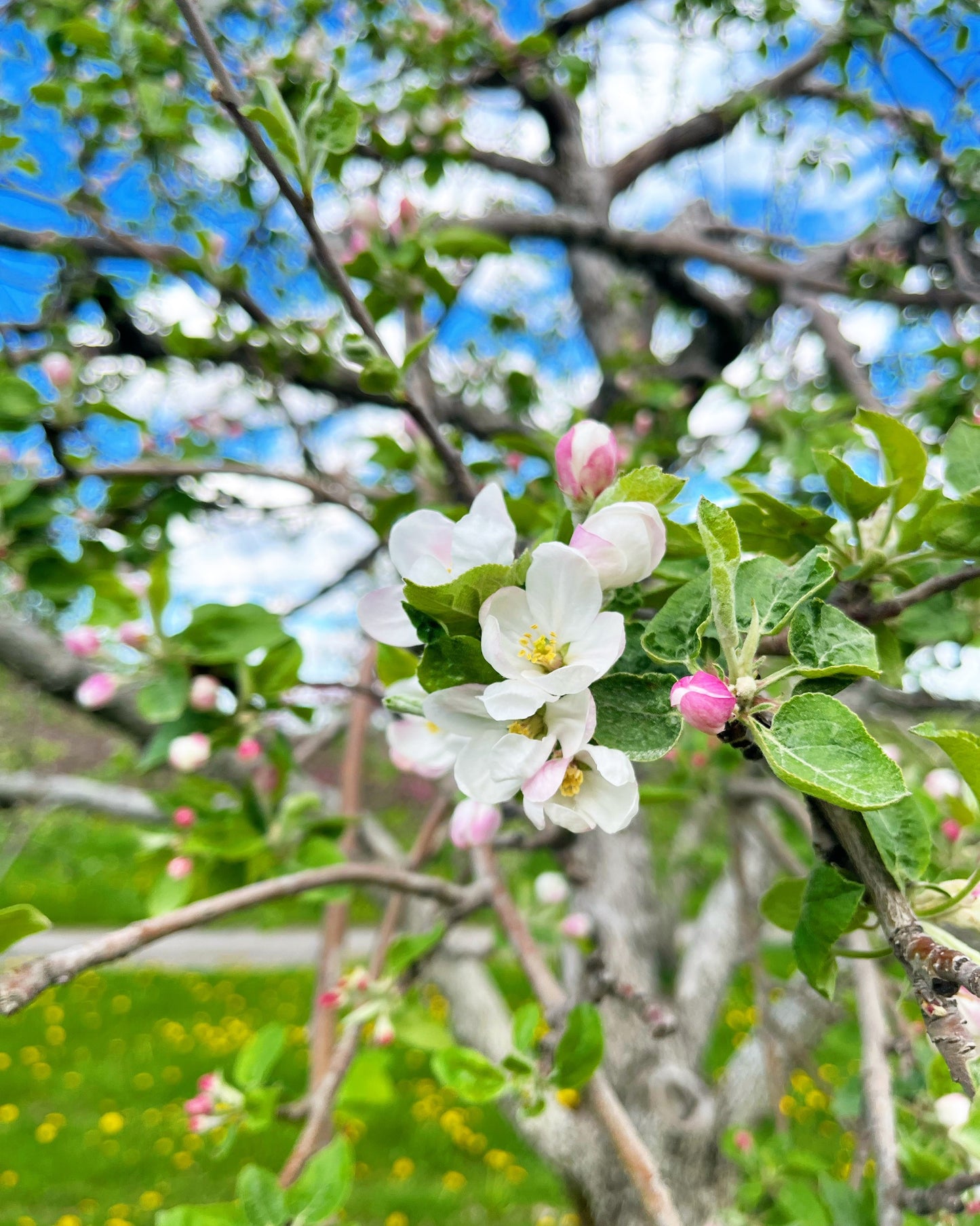 Peinture dans un Verger en Fleurs🌸 Mai 2026 (liste d'attente)