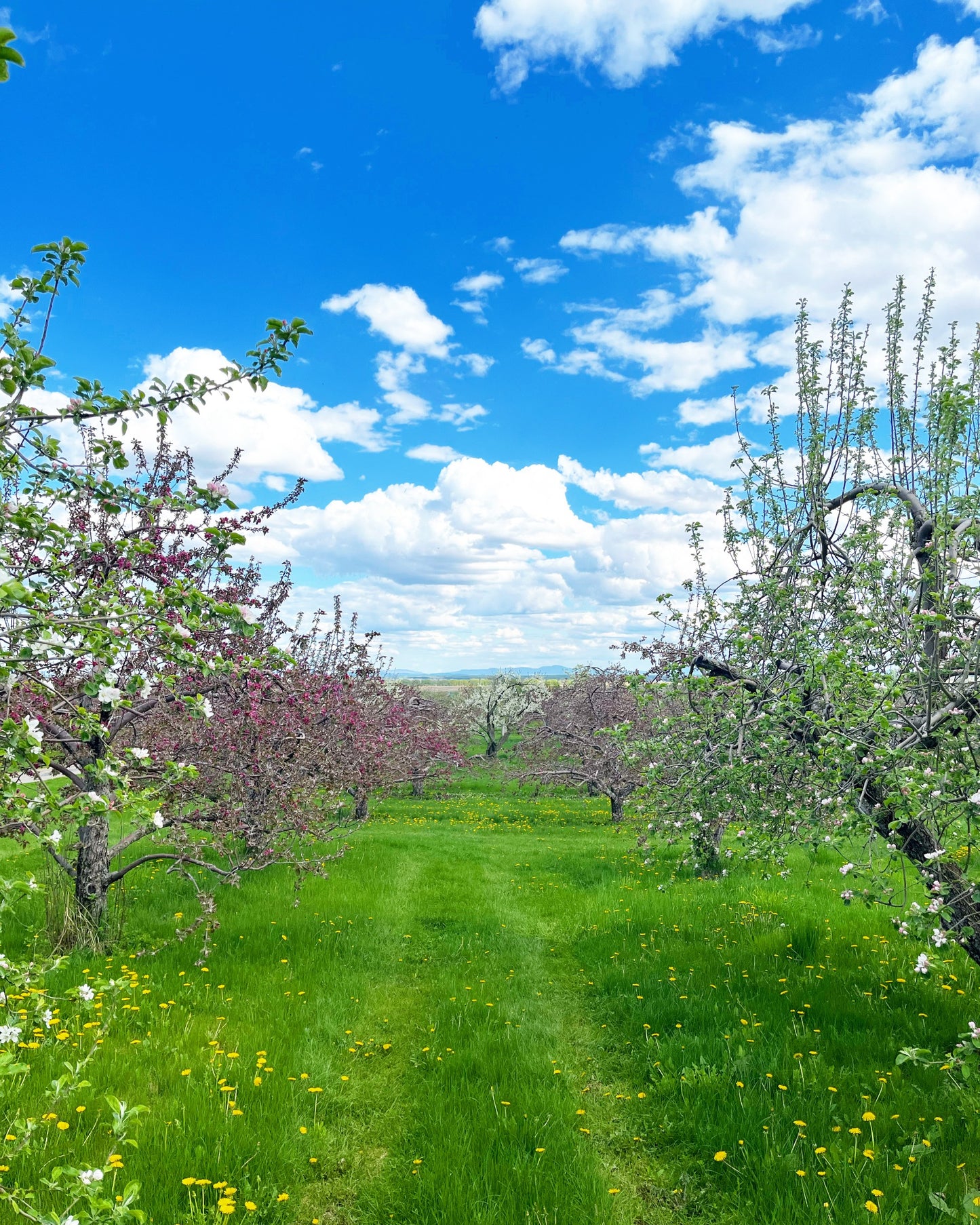 Peinture dans un Verger en Fleurs🌸 Mai 2026 (liste d'attente)